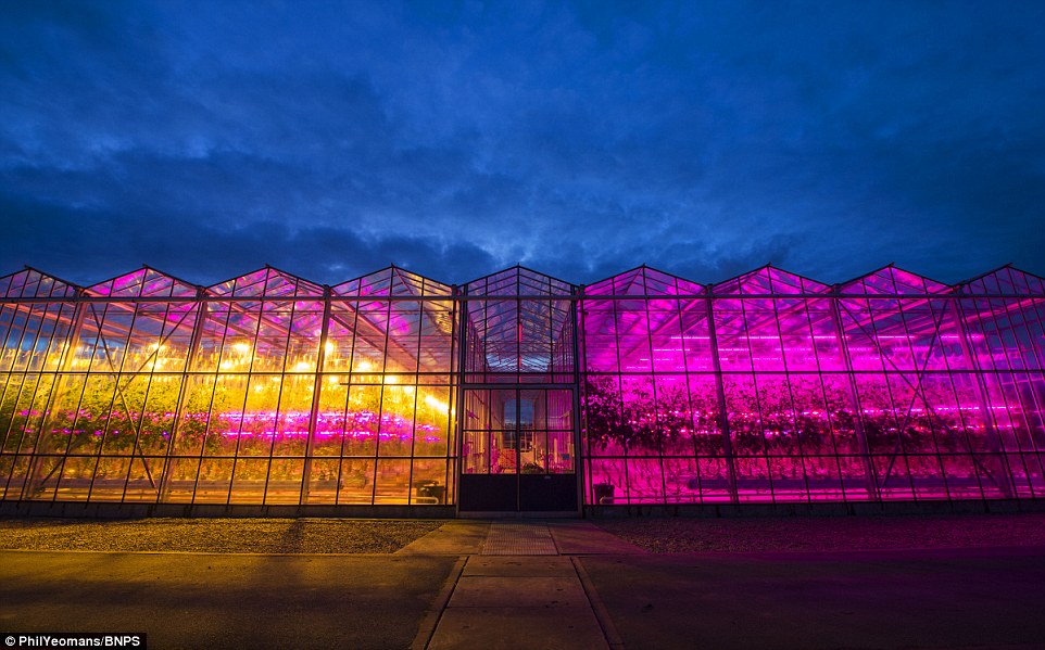 Greenhouse Technologies Growth bestelt groeilampen voor 7,5 hectare
